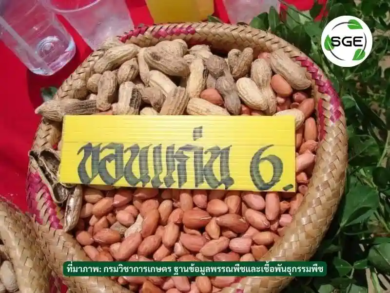 ถั่วลิสงพันธุ์ขอนแก่น
