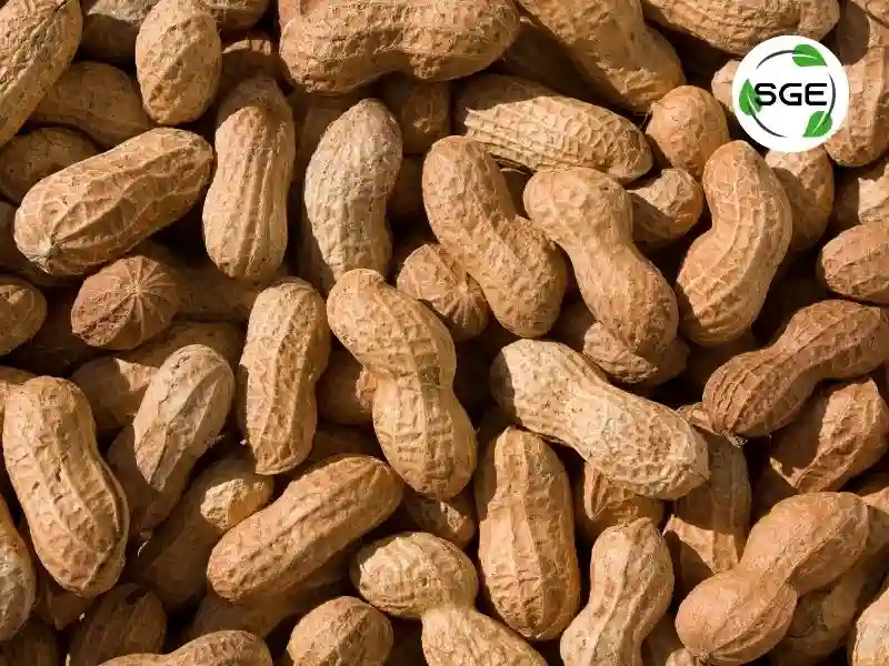 ถั่วลิสง (Peanut)