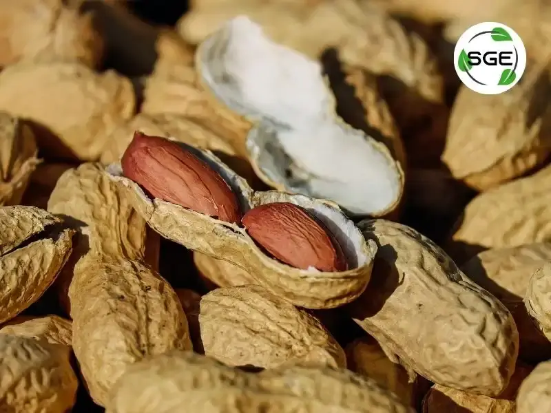 ถั่วลิสง (Peanut)