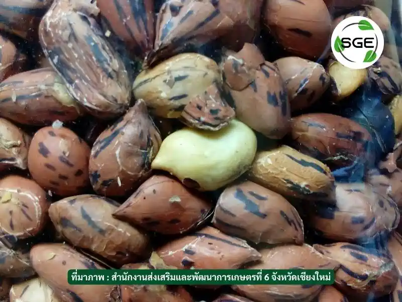 ถั่วลายเสือ