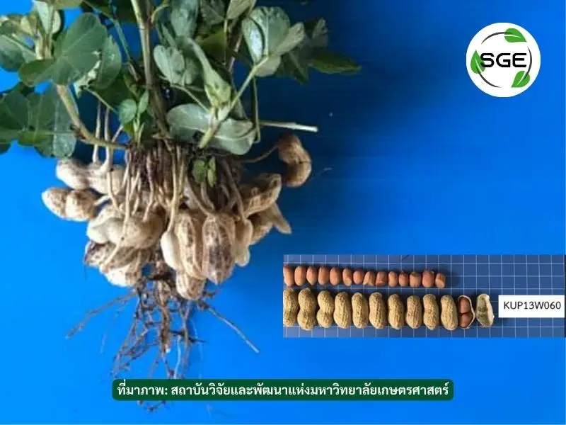 ถั่วลิสงพันธุ์เกษตรศาสตร์