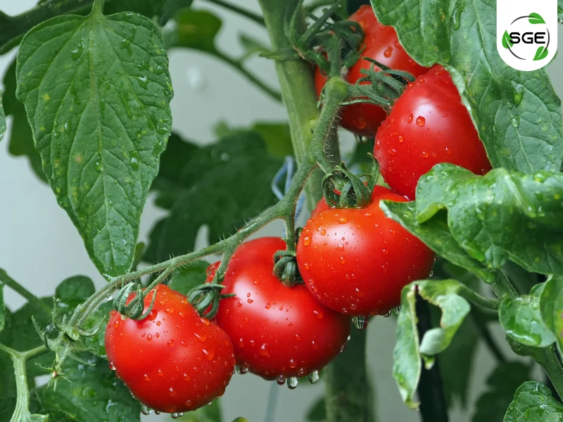 มะเขือเทศ (Tomato) มะเขือเทศ (Tomato)