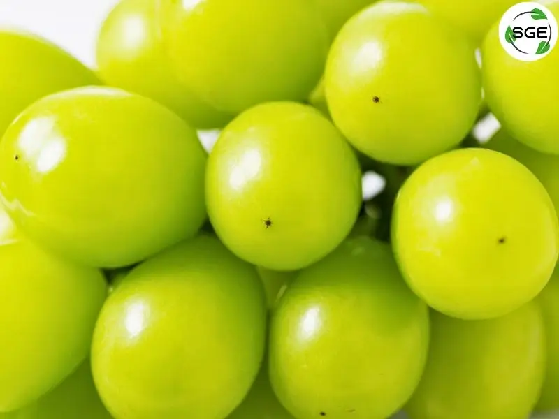 องุ่นไซมัสคัส (Shine muscat) องุ่นไซมัสคัส (Shine muscat)