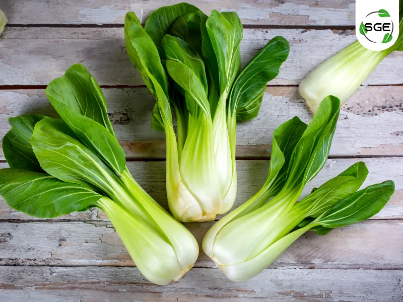 ผักกวางตุ้ง (Chinese Cabbage) ผักกวางตุ้ง (Chinese Cabbage)
