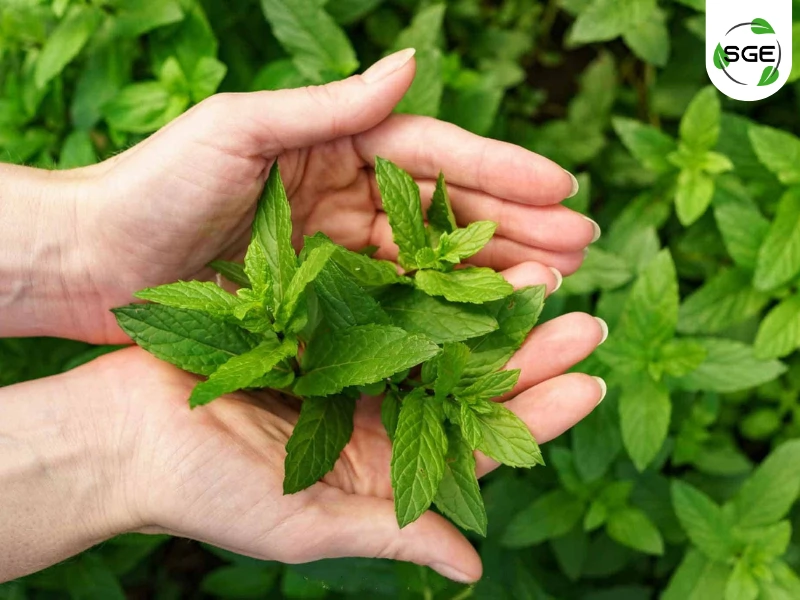 สะระแหน่ (kitchen Mint) สะระแหน่ (kitchen Mint)