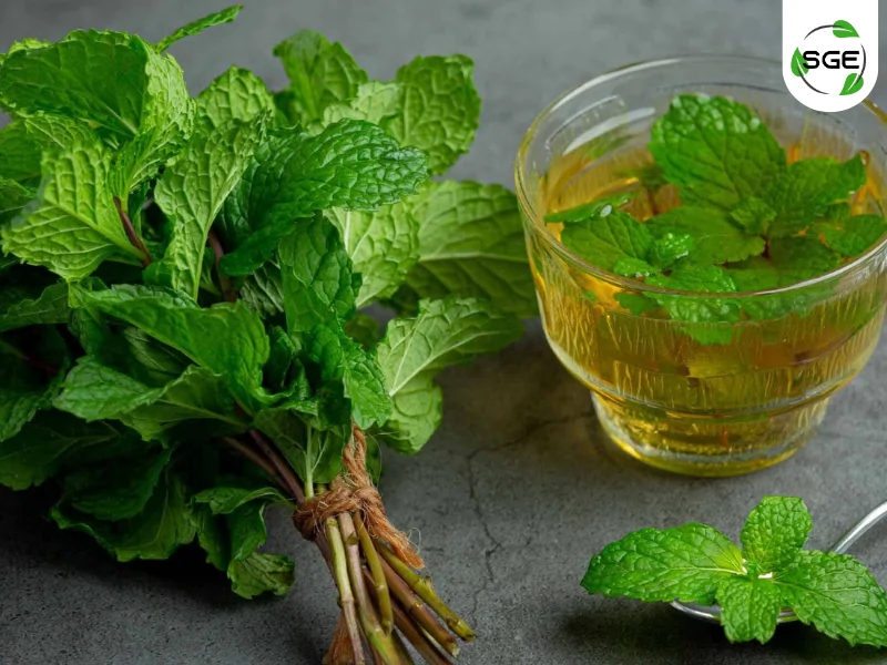 สะระแหน่ (kitchen Mint) สะระแหน่ (kitchen Mint)