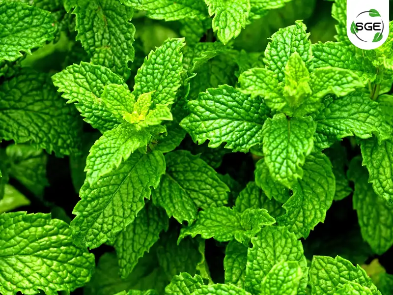 สะระแหน่ (kitchen Mint) สะระแหน่ (kitchen Mint)