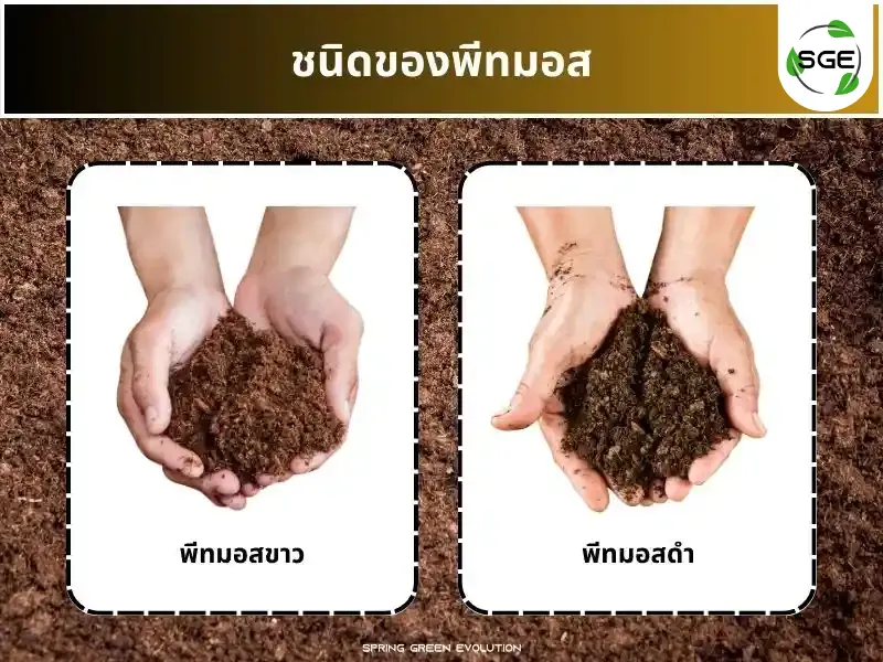 พีทมอส มีกี่ชนิด? พีทมอส มีกี่ชนิด?
