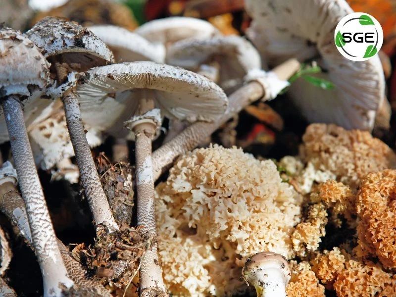 ไมคอร์ไรซา (Mycorrhiza) คืออะไร? ไมคอร์ไรซา (Mycorrhiza) คืออะไร?