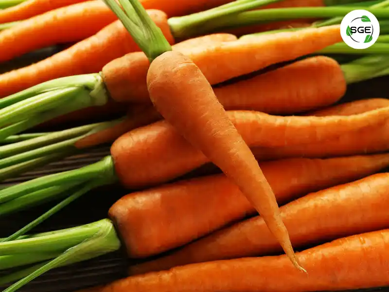 แครอท (Carrot) แครอท (Carrot)