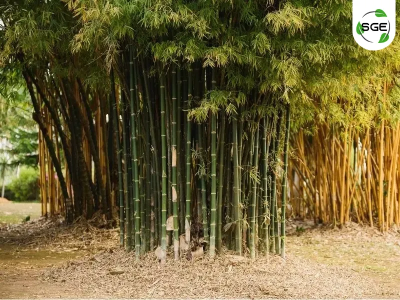 คุณสมบัติของดินขุยไผ่ คุณสมบัติของดินขุยไผ่
