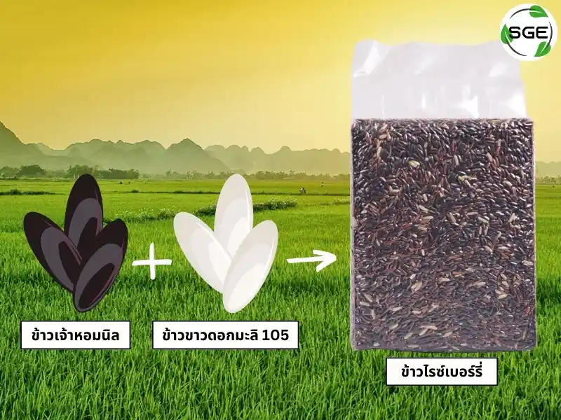 สายพันธุ์ของข้าวไรซ์เบอร์รี่ สายพันธุ์ของข้าวไรซ์เบอร์รี่