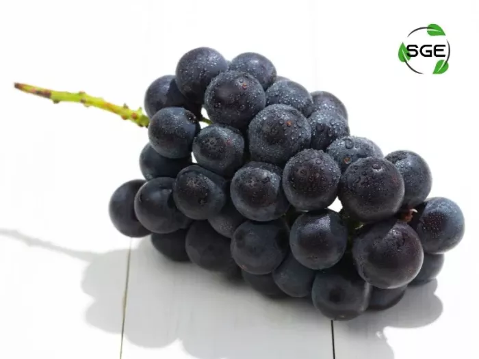 องุ่นเคียวโฮ (Kyoho Grape) องุ่นเคียวโฮ (Kyoho Grape)