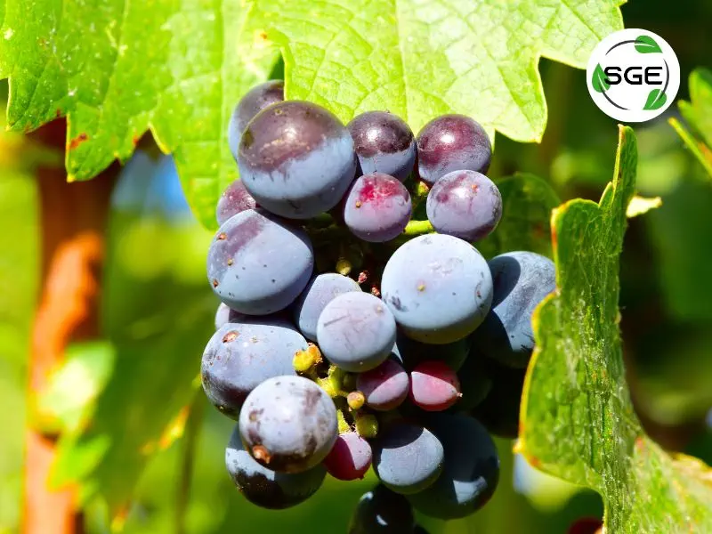 ประโยชน์ องุ่นเคียวโฮ (Kyoho Grape) ประโยชน์ องุ่นเคียวโฮ (Kyoho Grape)