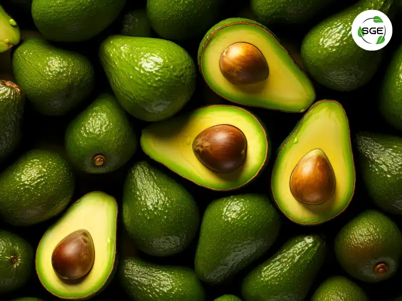 อะโวคาโด (Avocado) อะโวคาโด (Avocado)