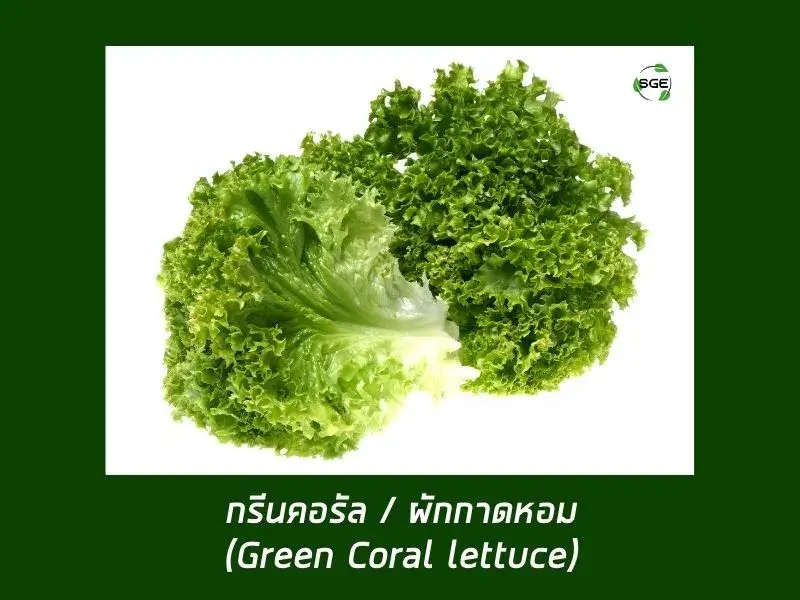 กรีนคอรัล ผักกาดหอม (Green Coral Lettuce) กรีนคอรัล ผักกาดหอม (Green Coral Lettuce)