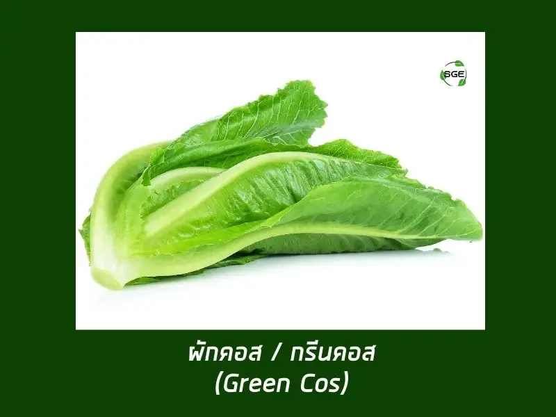 ผักคอส หรือ กรีนคอส (Cos Lettuce) ผักคอส หรือ กรีนคอส (Cos Lettuce)