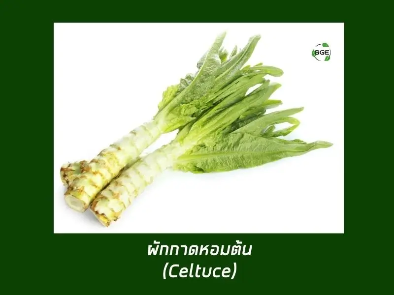 ผักกาดหอมต้น (Celtuce) ผักกาดหอมต้น (Celtuce)