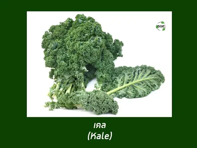เคล (Kale) เคล (Kale)