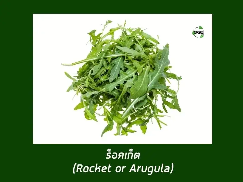 ไวลด์ ร็อกเก็ต (Wild Rocket) ไวลด์ ร็อกเก็ต (Wild Rocket)