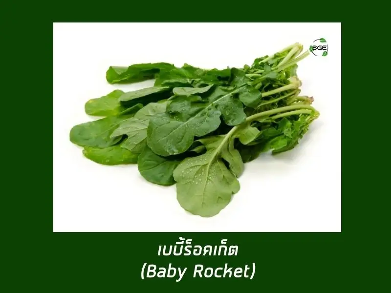 เบบี้ร็อกเกต (Baby Rocket) หรือ อลูกูล่า ร็อกเก็ต (Arugula Rocket) เบบี้ร็อกเกต (Baby Rocket) หรือ อลูกูล่า ร็อกเก็ต (Arugula Rocket)