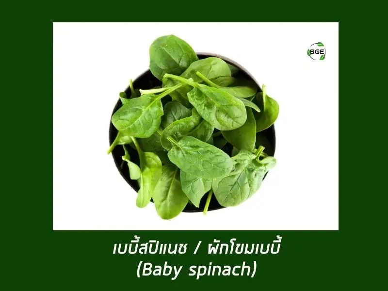 เบบี้สปิแนช (Baby Spinach) เบบี้สปิแนช (Baby Spinach)