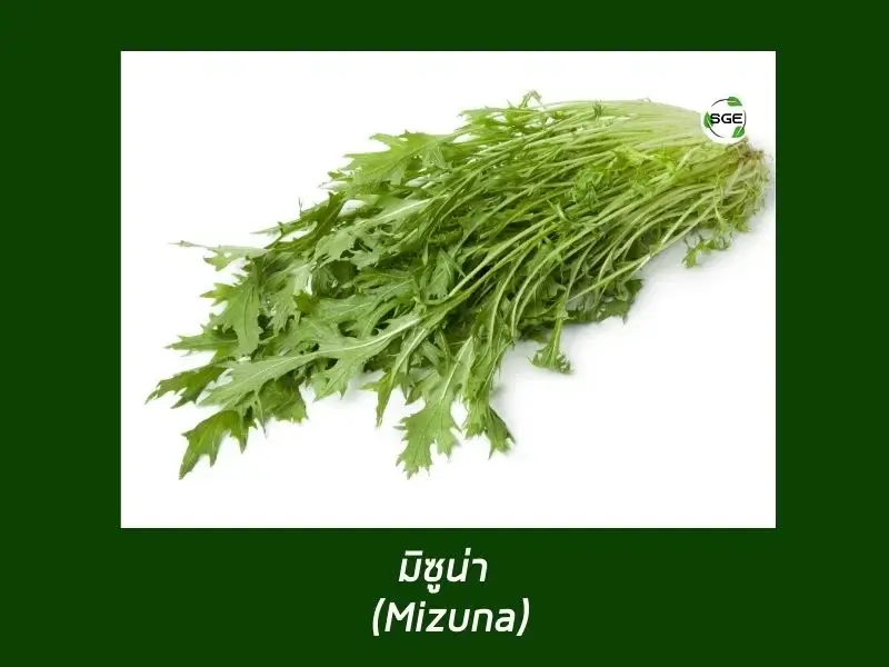 มิซูนะ (Mizuna) มิซูนะ (Mizuna)
