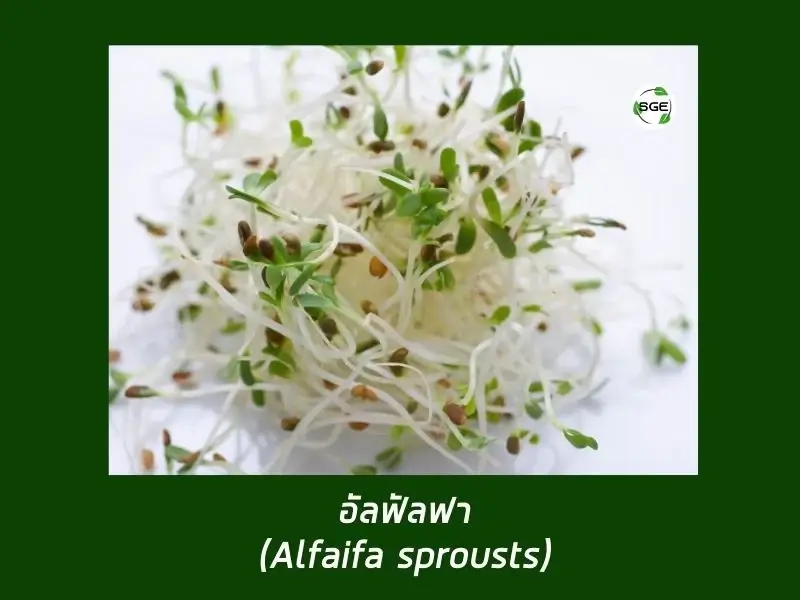 อัลฟัลฟา (Alfaifa Sprousts) อัลฟัลฟา (Alfaifa Sprousts)