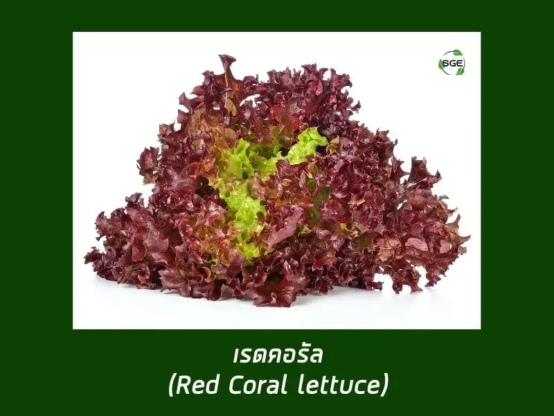 เรดคอรัล (Red Coral Lettuce) เรดคอรัล (Red Coral Lettuce)