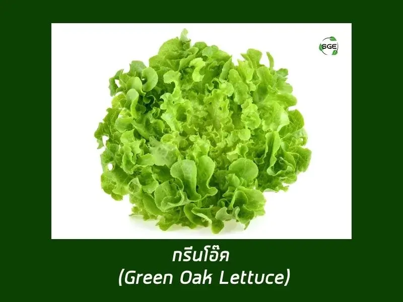 กรีนโอ๊ค (Green Oak Lettuce) กรีนโอ๊ค (Green Oak Lettuce)