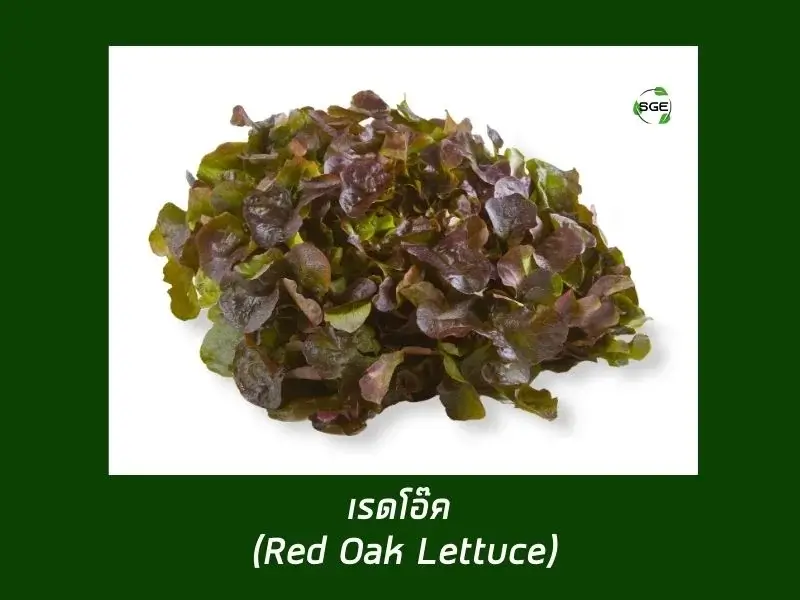 เรดโอ๊ค (Red Oak Lettuce) เรดโอ๊ค (Red Oak Lettuce)