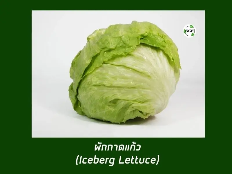 ผักกาดแก้ว (Iceberg Lettuce) ผักกาดแก้ว (Iceberg Lettuce)