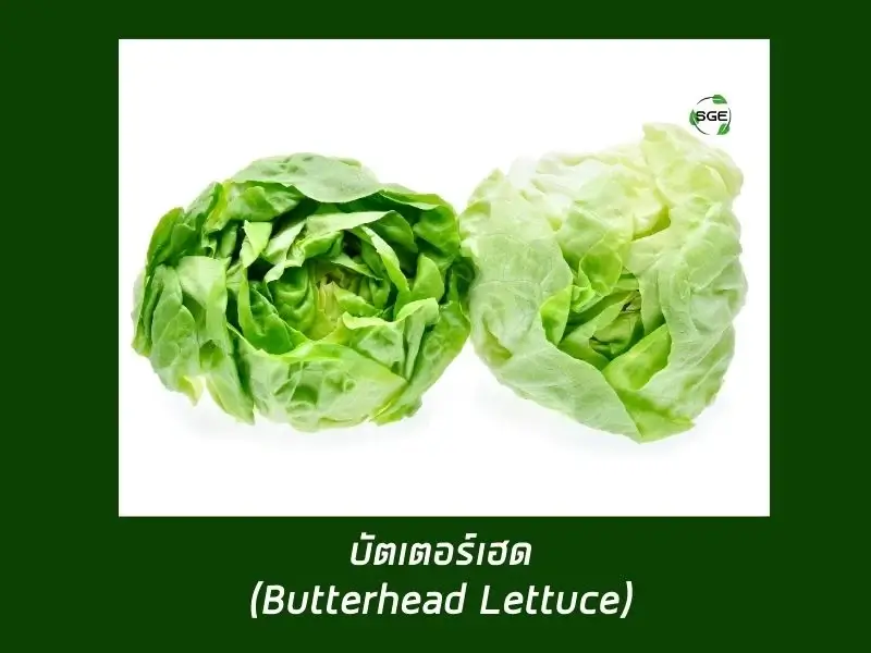บัตเตอร์เฮด (Butterhead Lettuce) บัตเตอร์เฮด (Butterhead Lettuce)