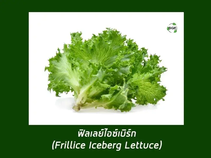 ฟิลเล่ไอซ์เบิร์ก (Frillice Iceberg Lettuce) ฟิลเล่ไอซ์เบิร์ก (Frillice Iceberg Lettuce)