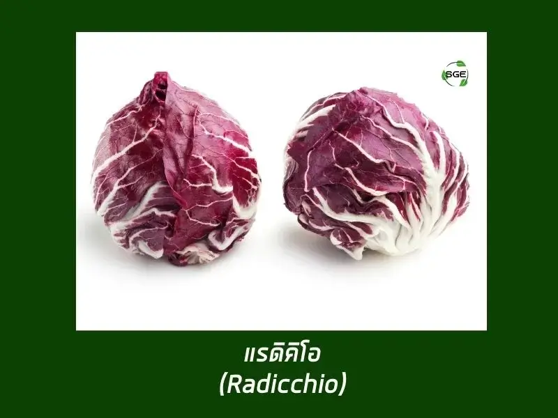 แรดิชชิโอ (Radicchio) แรดิชชิโอ (Radicchio)