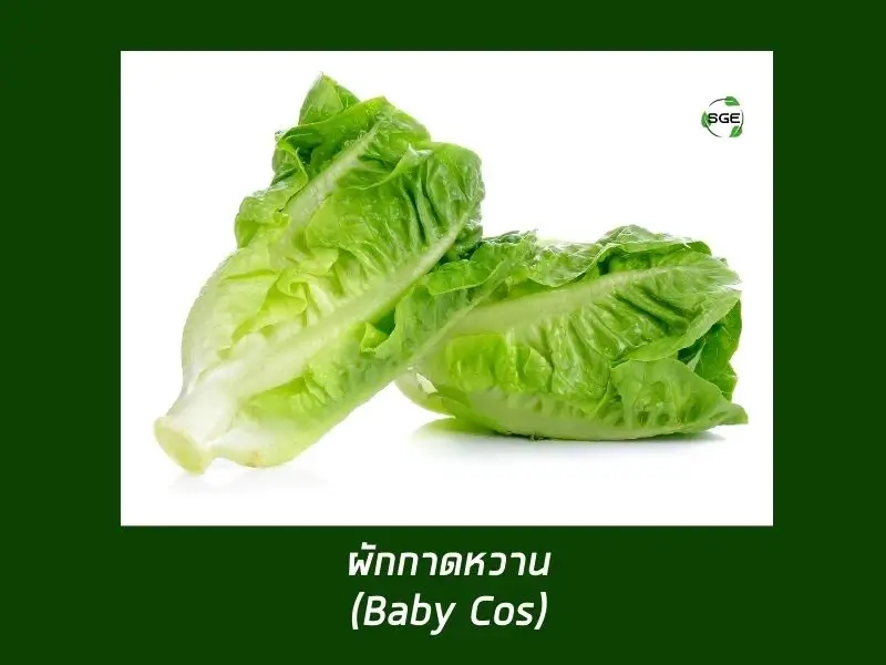 ผักกาดหวาน ผักสลัดเบบี้ หรือ เบบี้กรีนคอส (Baby Green Cos) ผักกาดหวาน ผักสลัดเบบี้ หรือ เบบี้กรีนคอส (Baby Green Cos)