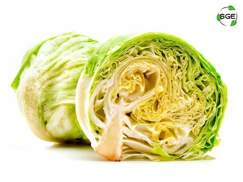 ผักกาดแก้ว (Iceberg Lettuce) ผักกาดแก้ว (Iceberg Lettuce)