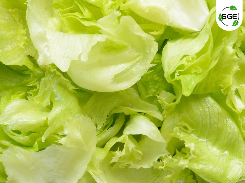 ผักกาดแก้ว (Iceberg Lettuce) ผักกาดแก้ว (Iceberg Lettuce)