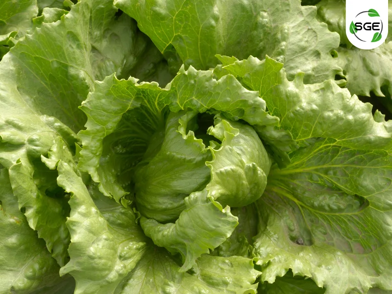 ผักกาดแก้ว (Iceberg Lettuce) ผักกาดแก้ว (Iceberg Lettuce)