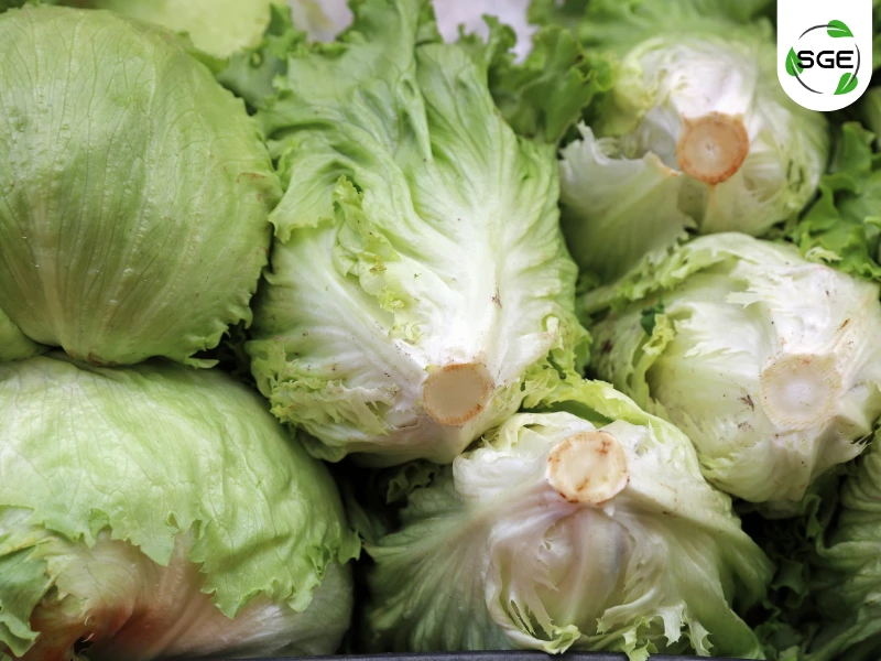 ผักกาดแก้ว (Iceberg Lettuce) ผักกาดแก้ว (Iceberg Lettuce)
