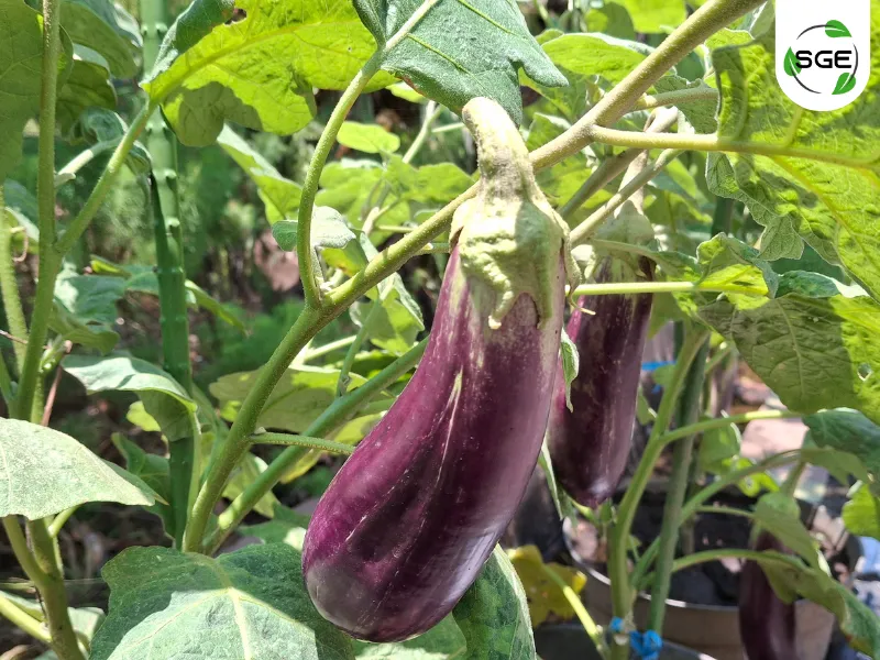 061125-วิธีปลูกมะเขือม่วง ทำได้อย่างไรบ้าง?-eggplant-04 วิธีปลูกมะเขือม่วง ทำได้อย่างไรบ้าง?