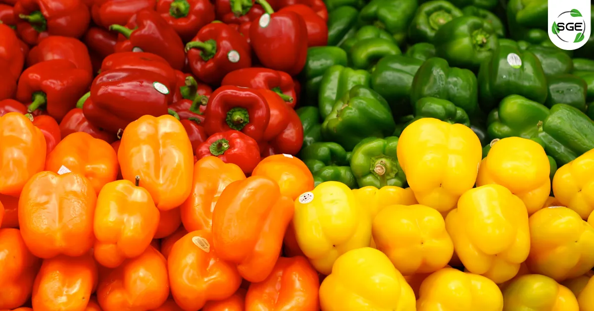 พริกหวาน ประโยชน์ มีอะไรบ้าง พร้อมบอก วิธีปลูกพริกหวานในกระถาง พริกหวาน ประโยชน์ มีอะไรบ้าง พร้อมบอก วิธีปลูกพริกหวานในกระถาง