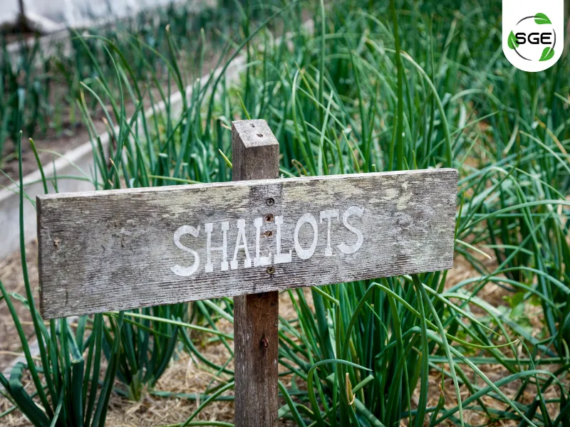 071125-การปลูก และการขยายพันธุ์หอมแดง-shallot-04 การปลูก และการขยายพันธุ์หอมแดง