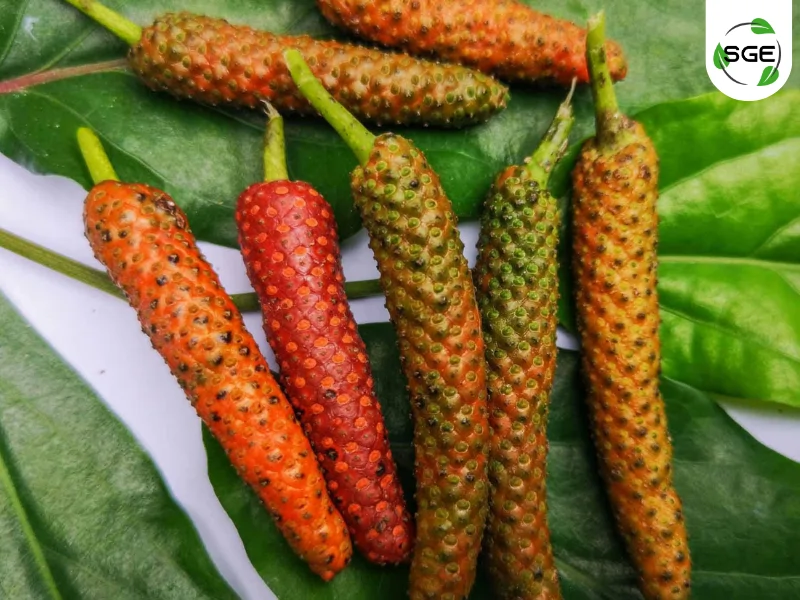 ดีปลี (Indian long pepper) ดีปลี (Indian long pepper)