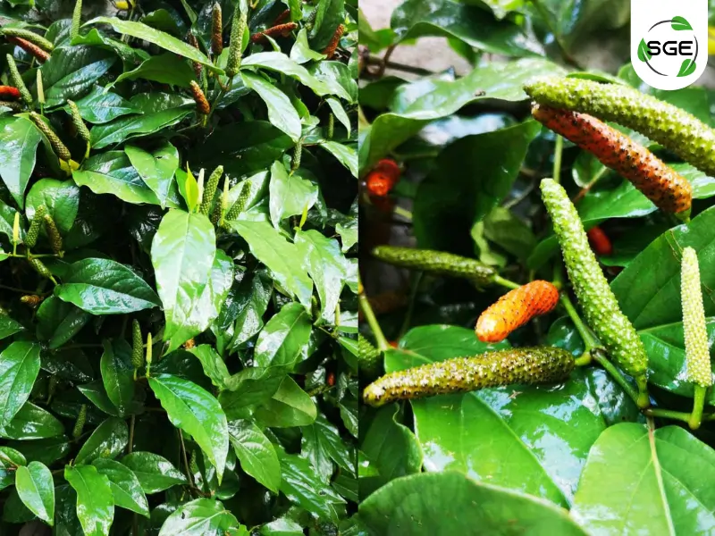 ดีปลี (Indian long pepper) ดีปลี (Indian long pepper)