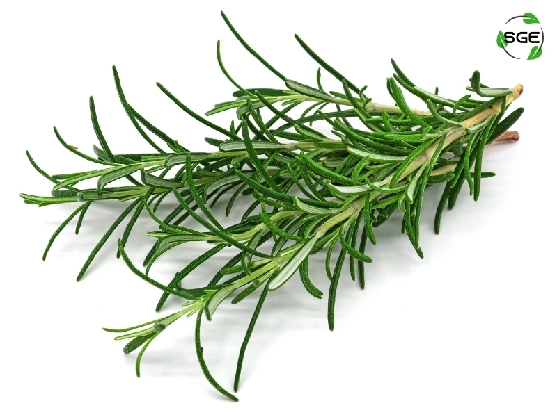 โรสแมรี่ (Rosemary) โรสแมรี่ (Rosemary)