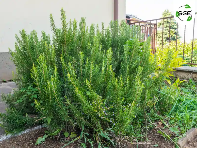 โรสแมรี่ (Rosemary) โรสแมรี่ (Rosemary)