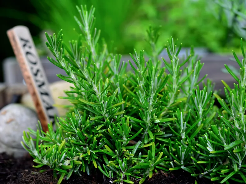 โรสแมรี่ (Rosemary) โรสแมรี่ (Rosemary)