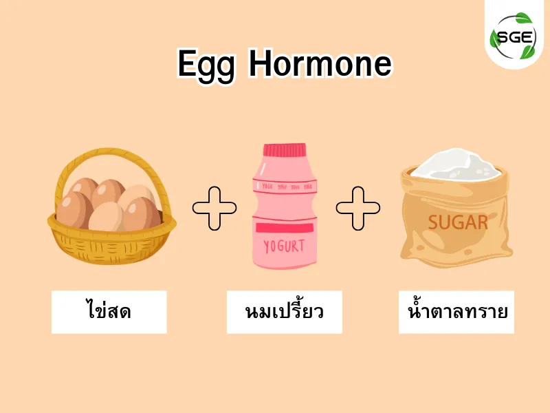 ฮอร์โมนไข่ คือ ฮอร์โมนไข่ คือ