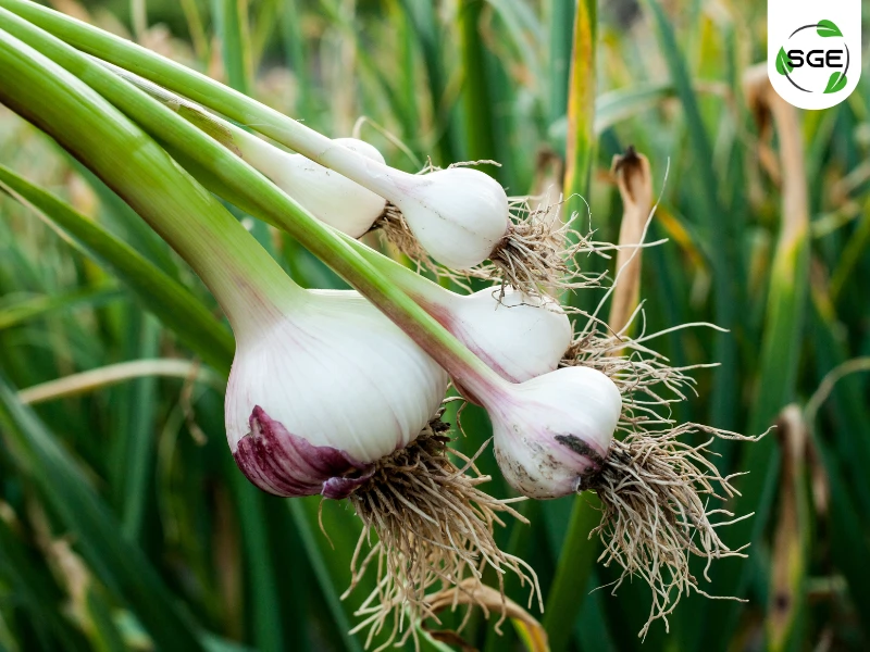 กระเทียม (Garlic) กระเทียม (Garlic)